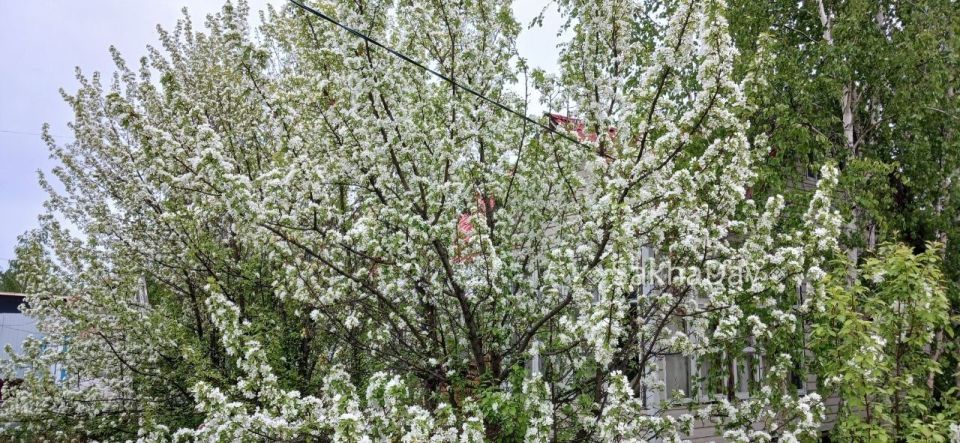 #делятся Мои патриотичные яблони зацвели #делятся Мои патриотичные яблони зацвели
