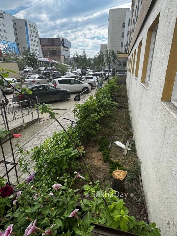 #пишут Все деревья у первой поликлиники уничтожены #пишут Все деревья у первой поликлиники уничтожены
