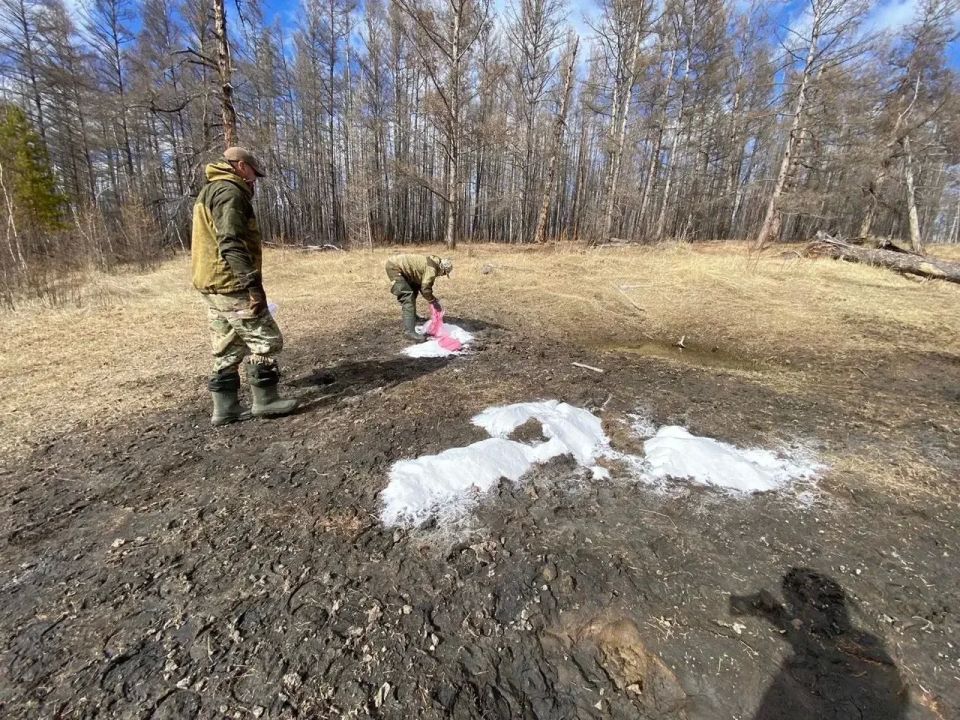 В Горном улусе проводят биотехнические мероприятия для поддержки популяции диких животных