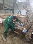 Здоровое стадо — залог успешного хозяйства!