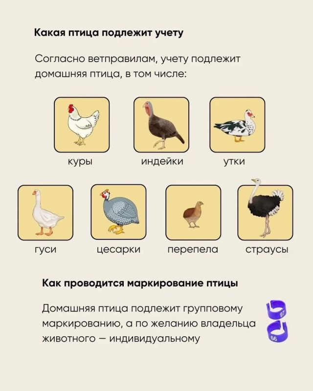 Как зарегистрировать сельхозживотных и птицу в системе «Хорриот»: инструкция для фермеров и ЛПХ Как зарегистрировать сельхозживотных и птицу в системе «Хорриот»: инструкция для фермеров и ЛПХ
