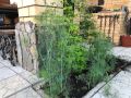 Укроп: Зелень с характером