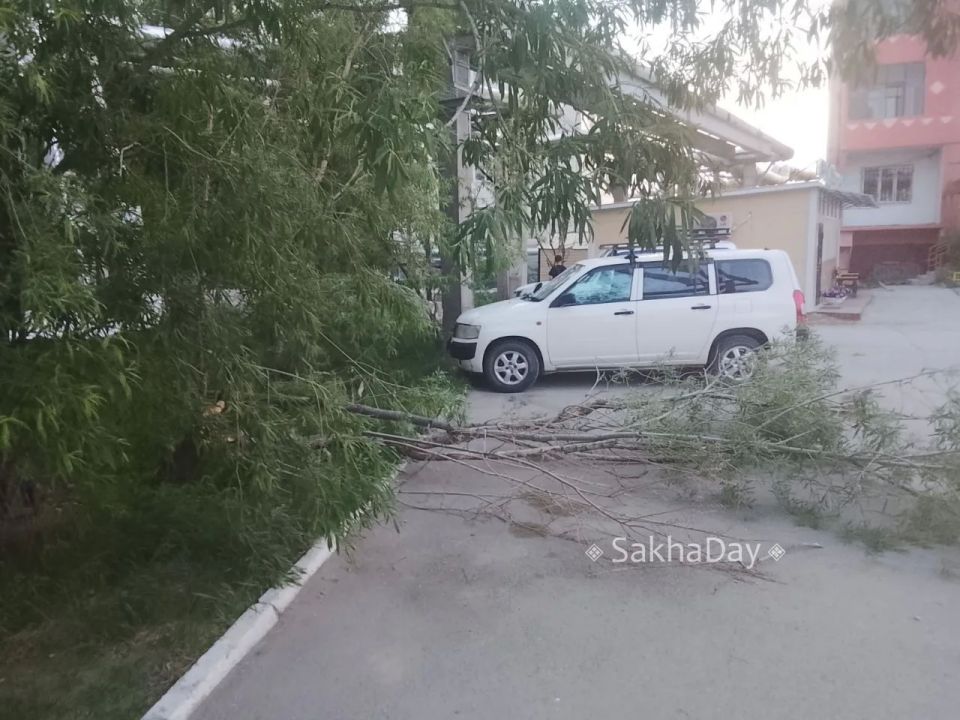 Упало дерево, возможно из-за урагана, с задней стороны общежития Кулаковского 42/2