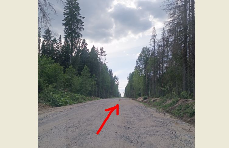 Неожиданная встреча с лисой на бетонке: забавные моменты из жизни дикой природы