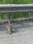 #природаимы. Глухарь на дороге Вчера на лесной трассе нам посчастливилось стать свидетелями удивительной картины: прямо на асфальте, невозмутимо поклёвывая гравий, сидел глухарь