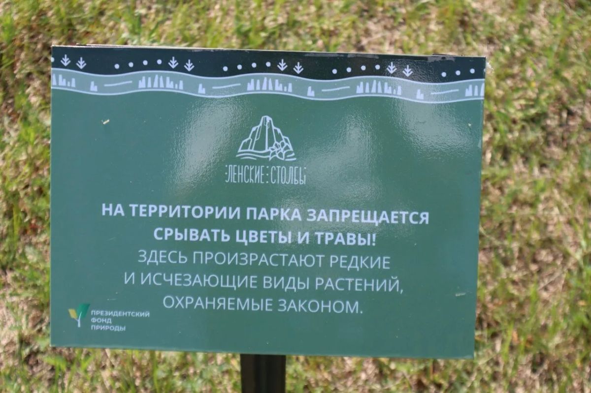 Редкие растения, бурые медведи и сапсаны: над чем работают ученые в «Ленских Столбах» Редкие растения, бурые медведи и сапсаны: над чем работают ученые в «Ленских Столбах»