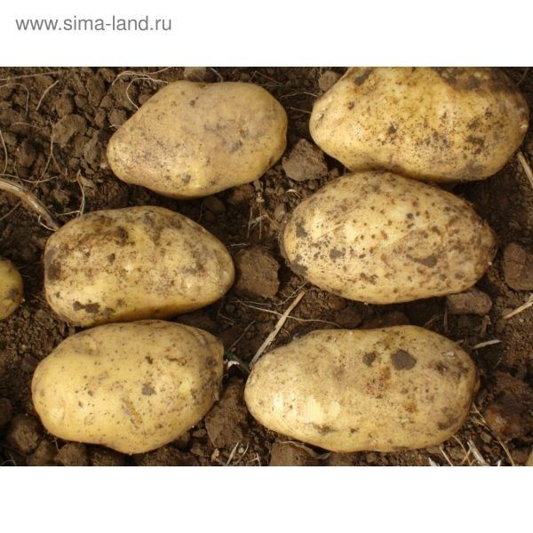 Картофель Бронницкий: как выбрать лучший сорт для вашего участка