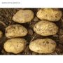 Картофель Бронницкий: как выбрать лучший сорт для вашего участка