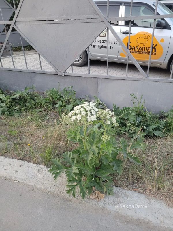 #спрашивают Возле ресторана Барашек на Губина увидела похожее на ядовитый борщевик растение