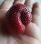 Огородница из Хандыги Розалия Сухаринова (Роза Сибэкки) делится своим необычным урожаем