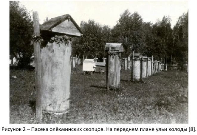 Колонка архивиста: Пчеловодство Якутии в конце XIX века Колонка архивиста: Пчеловодство Якутии в конце XIX века