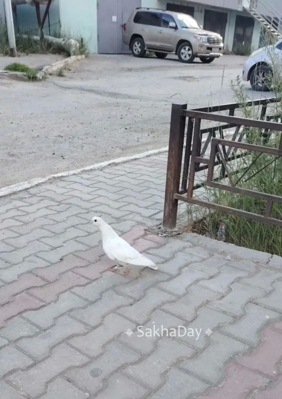 #пишут Потеряшка на Чиряева и Ленина 6 перекресток ходит, с кольцом на лапке