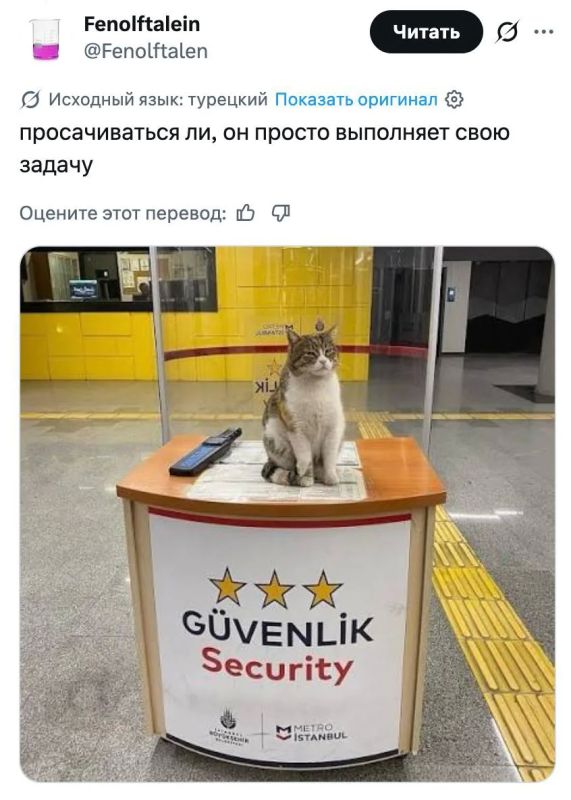 #Пушистыеновости: Бездомный кот пробрался на саммит НАТО в Анкаре #Пушистыеновости: Бездомный кот пробрался на саммит НАТО в Анкаре