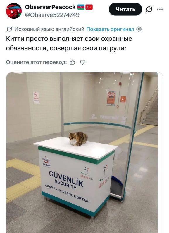 #Пушистыеновости: Бездомный кот пробрался на саммит НАТО в Анкаре #Пушистыеновости: Бездомный кот пробрался на саммит НАТО в Анкаре