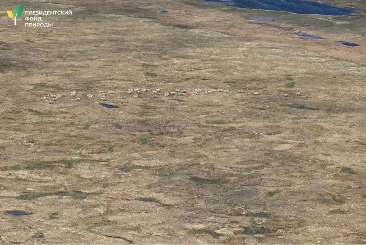 Завершен полевой этап мониторинга диких северных оленей сундурунской популяции Завершен полевой этап мониторинга диких северных оленей сундурунской популяции
