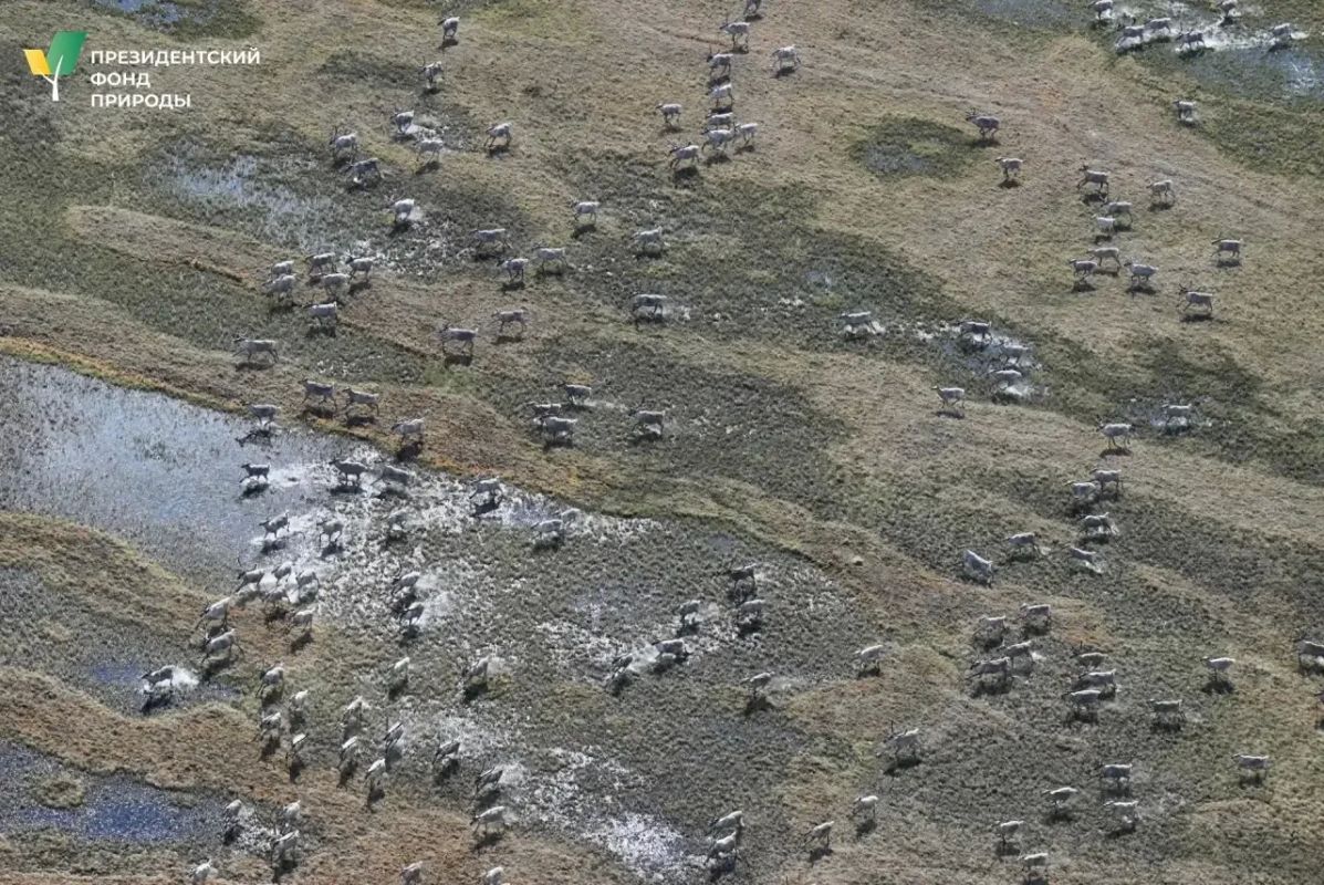 Завершен полевой этап мониторинга диких северных оленей сундурунской популяции