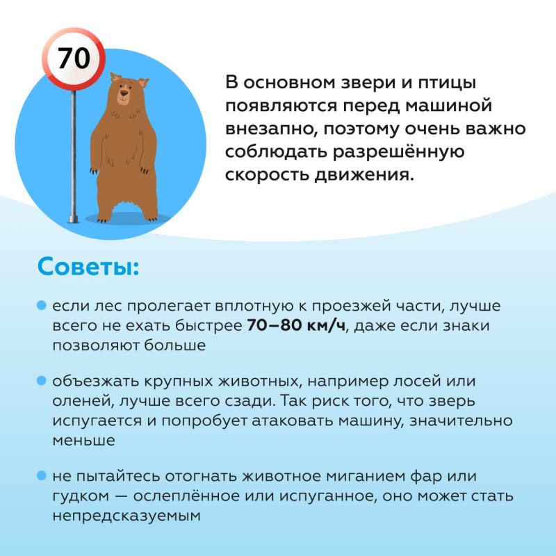 Советы водителю при встрече с дикими животными на дорогах Советы водителю при встрече с дикими животными на дорогах