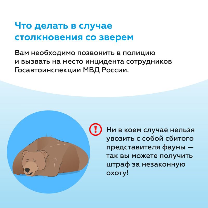 Советы водителю при встрече с дикими животными на дорогах Советы водителю при встрече с дикими животными на дорогах