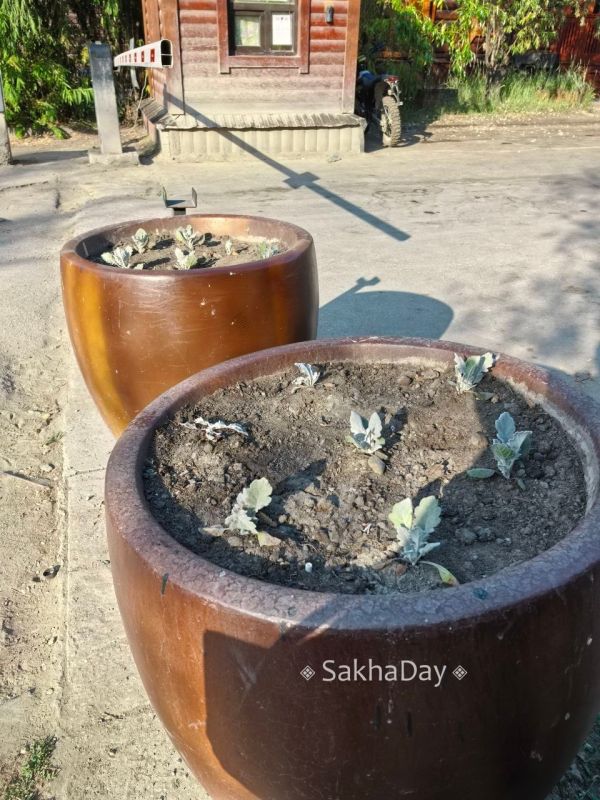 В старом городе посадили цветы, но не поливают