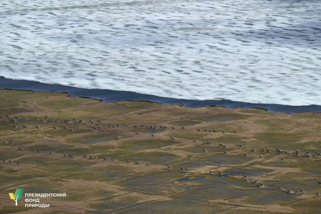 Экологи на вертолете выследили мигрирующие стада оленей в Якутии