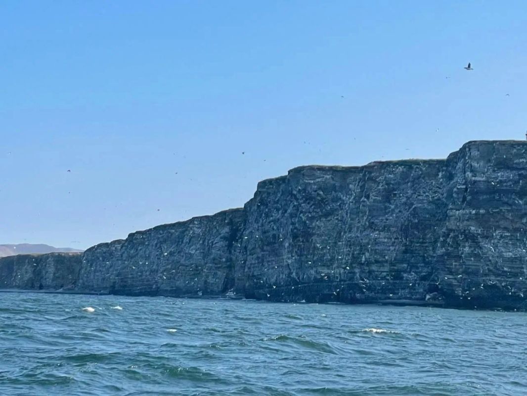 Якутские мореплаватели засняли «птичий базар» на Чукотке Якутские мореплаватели засняли «птичий базар» на Чукотке