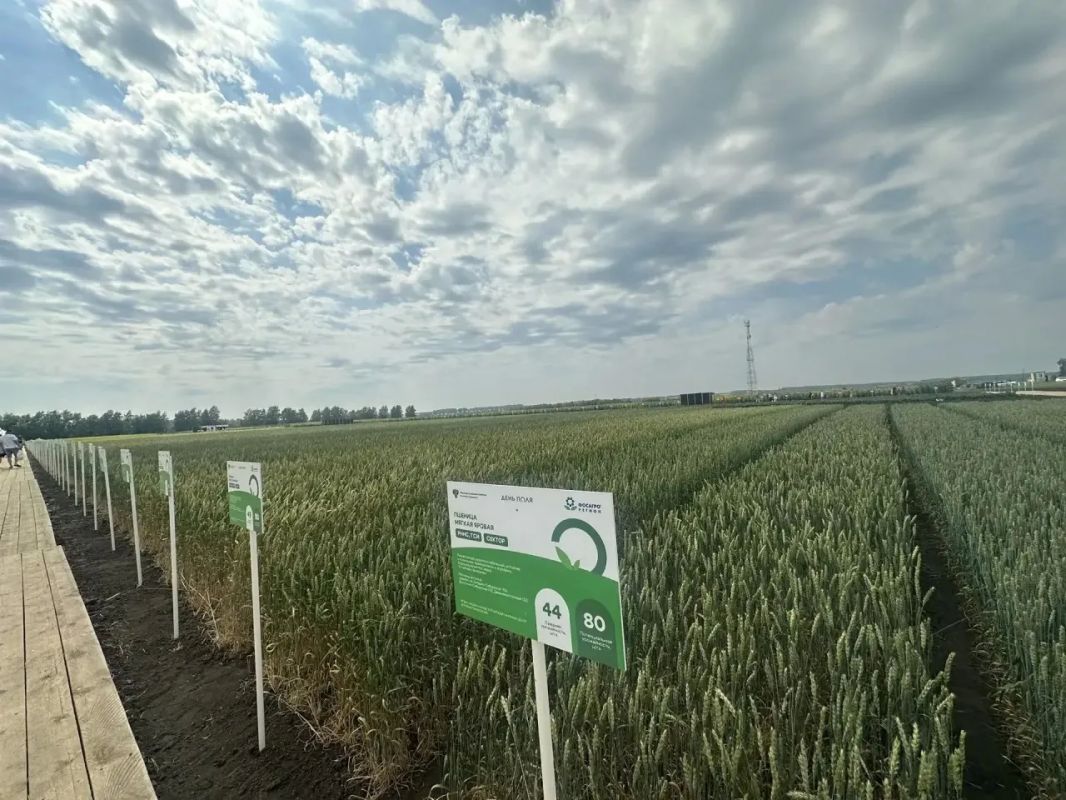 В Алтайском крае проходит крупнейшая выставка достижений агропромышленного комплекса под открытым небом – «Всероссийский день поля» В Алтайском крае проходит крупнейшая выставка достижений агропромышленного комплекса под открытым небом – «Всероссийский день поля»