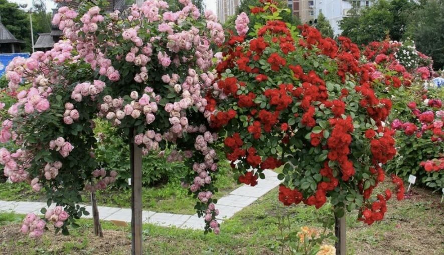 Как укрыть штамбовые розы: секреты успешной зимовки