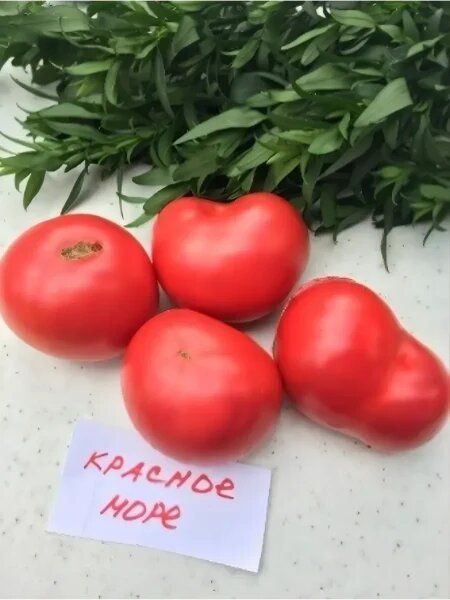 Томат Красное море: идеальный союз вкуса и простоты ухода для огородников