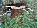 Будни ветеринарного специалиста – это не только плановая работа, но и вызовы для помощи животным в любое время суток