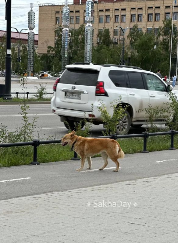 #пишут По проспекту 2 часа бегает пёсель, похож на потеряшку #пишут По проспекту 2 часа бегает пёсель, похож на потеряшку