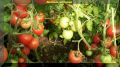 5 проверенных способов сделать ваши томаты слаще и более мясистыми