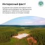 Интересный факт: Леса Якутии занимают свыше 82% территории, площадь лесного фонда превышает 254 млн га и состоят в основном из ценных хвойных пород