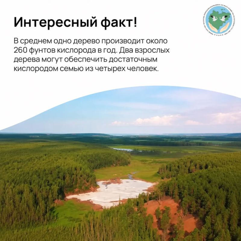 Интересный факт: Леса Якутии занимают свыше 82% территории, площадь лесного фонда превышает 254 млн га и состоят в основном из ценных хвойных пород