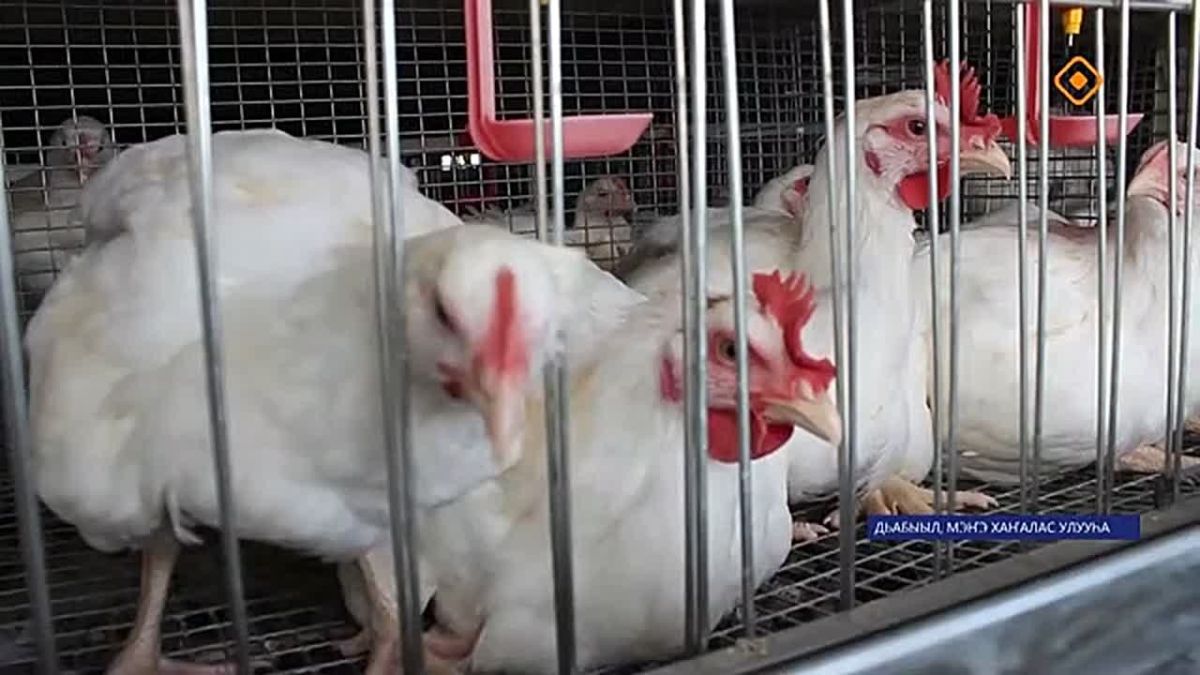 Мээ Хаалас улууугар Нуораана блэгэр тыа сирин биир лэит ыала Уйбаныаптар тургэнник ситэр салааа ылсаннар лэлииллэр-хамныыллар