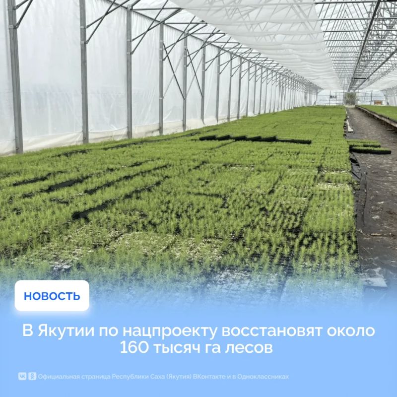В Якутии по нацпроекту восстановят около 160 тысяч га лесов