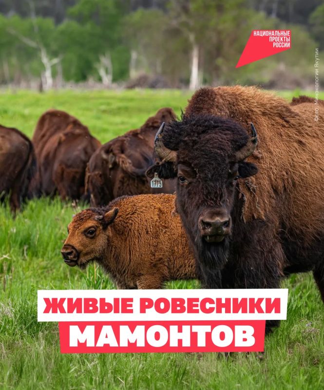 Они пережили ледниковый период, затем исчезли из Якутии на тысячи лет, а теперь вновь обитают в республике