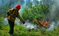 Более 200 огнеборцев задействованы в тушении лесных пожаров в Якутии