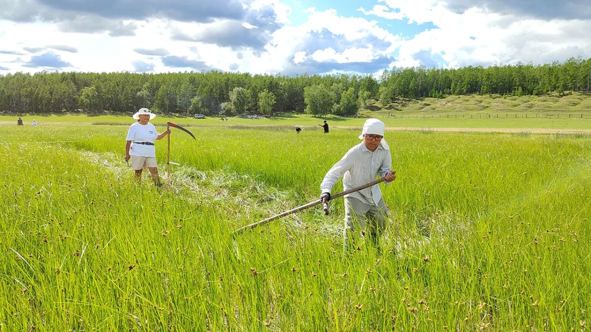 Манчаары аатынан «Уол оо-ыччат клэйэ» хотуурунан оту охсуу бастакытын тэрилиннэ Манчаары аатынан «Уол оо-ыччат клэйэ» хотуурунан оту охсуу бастакытын тэрилиннэ