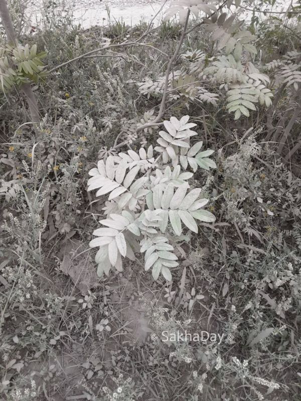 Вот такие кусты и деревья на Ойунского