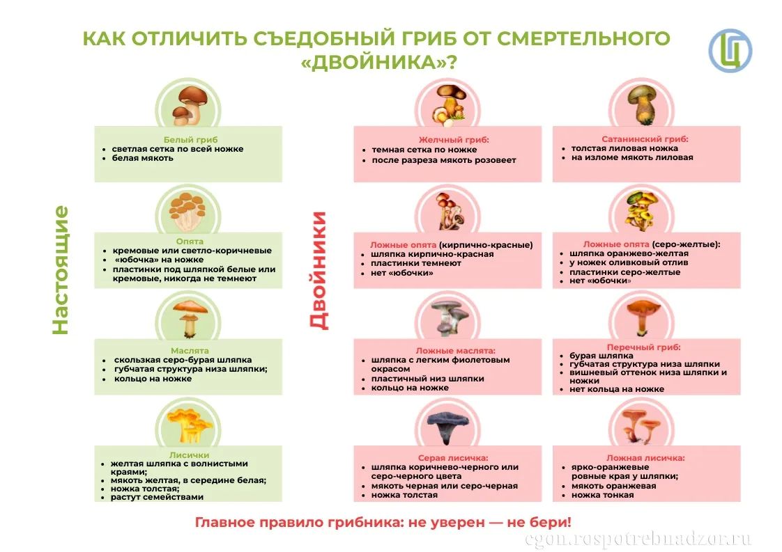 О мерах профилактики отравлений грибами О мерах профилактики отравлений грибами