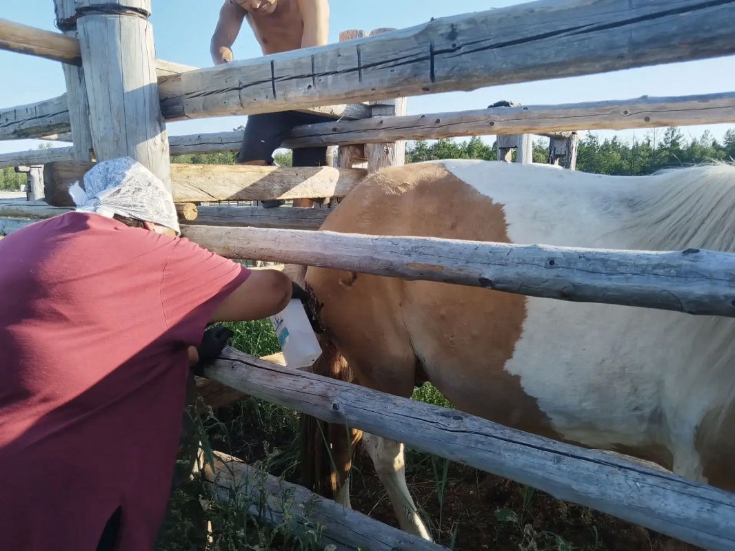 Еще одна причина травм лошадей - нападение жеребца на рабочую лошадь Еще одна причина травм лошадей - нападение жеребца на рабочую лошадь