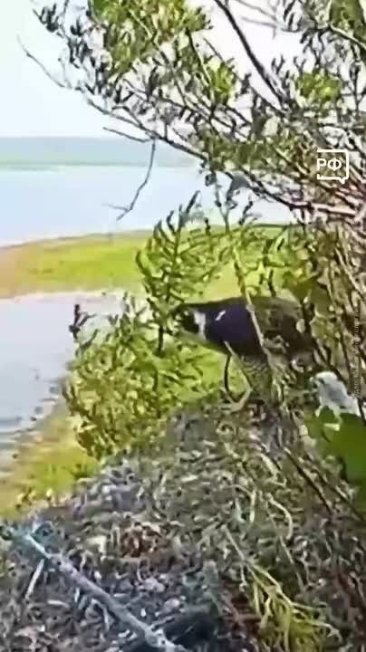 Видели когда-нибудь семью сапсанов? Тогда знакомьтесь: папа, мама и трое птенцов