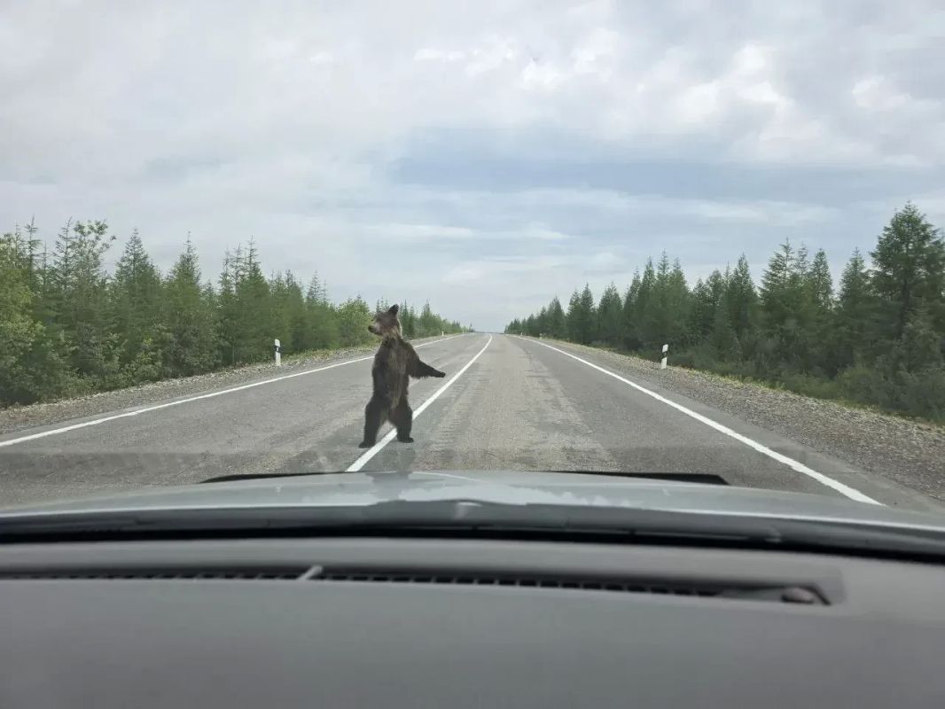 Минэкологии Якутии: не подкармливайте медведей на трассе!