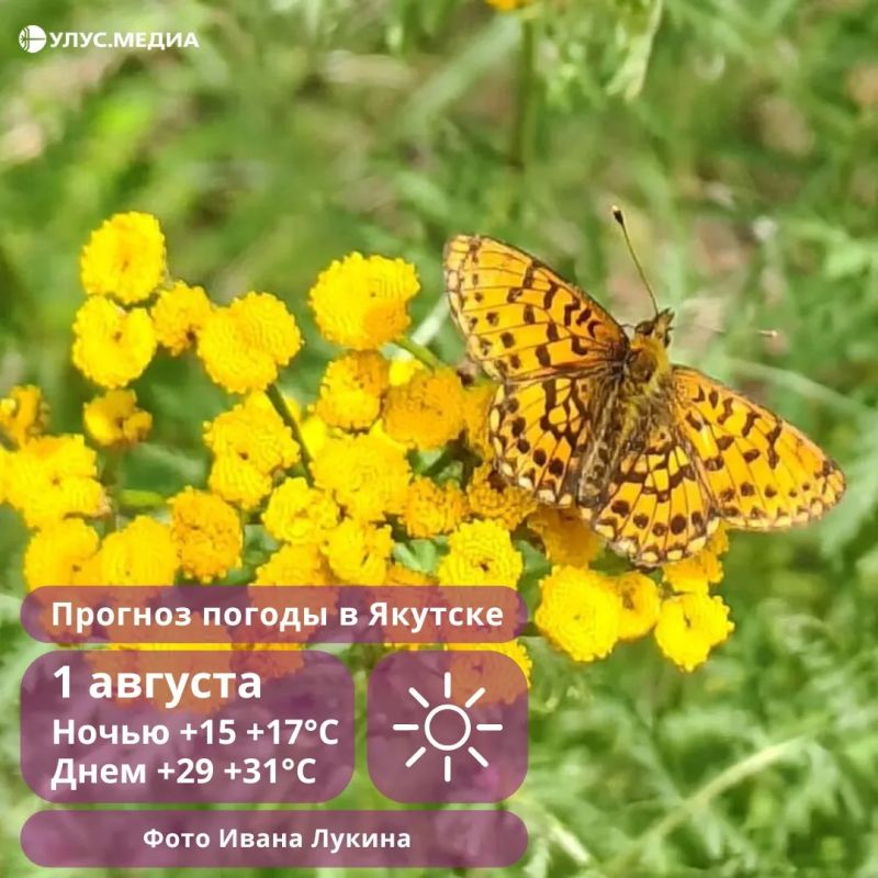 Дожди, грозы и жара до +33°C: прогноз погоды в Якутии на 1 августа