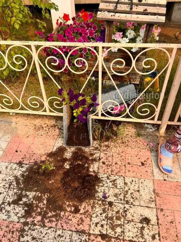 Во дворе на Крупской испортили клумбу с цветами Во дворе на Крупской испортили клумбу с цветами
