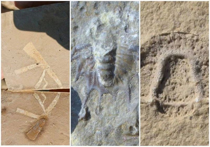 Школьники нашли уникальные кости и окаменелости на Средней Лене Школьники нашли уникальные кости и окаменелости на Средней Лене