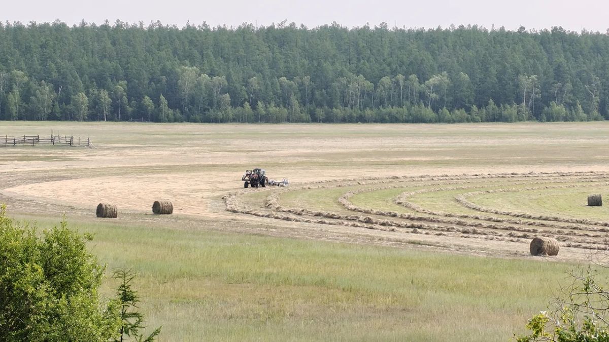 Морозовтар биэс алаастан 150 туонна оту ылар былааннаахтар Морозовтар биэс алаастан 150 туонна оту ылар былааннаахтар