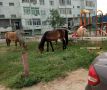 «Штрафстоянка» для лошадей в Якутске пустует