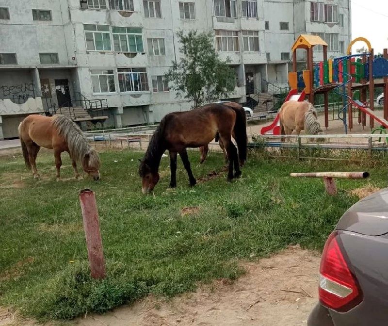 «Штрафстоянка» для лошадей в Якутске пустует