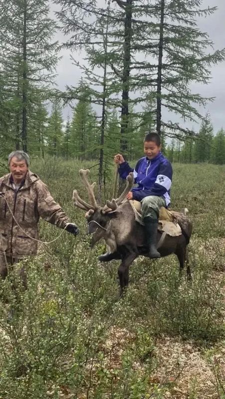 Несовершеннолетние завершили трудоустройство в оленеводческих хозяйствах республики! Несовершеннолетние завершили трудоустройство в оленеводческих хозяйствах республики!